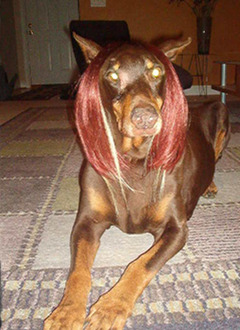 adoreyourpets23.jpg