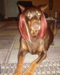 Filename=adoreyourpets23.jpg
Filesize=39KiB
Dimensions=240x330
Date added=Sep 14, 2026 adoreyourpets23.jpg